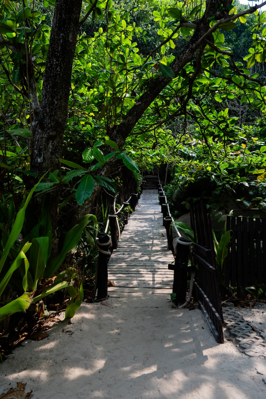 similan islands day tour